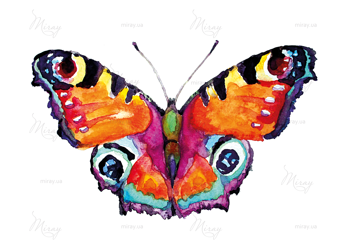 Бабочка нарисованная гуашью на белом фоне